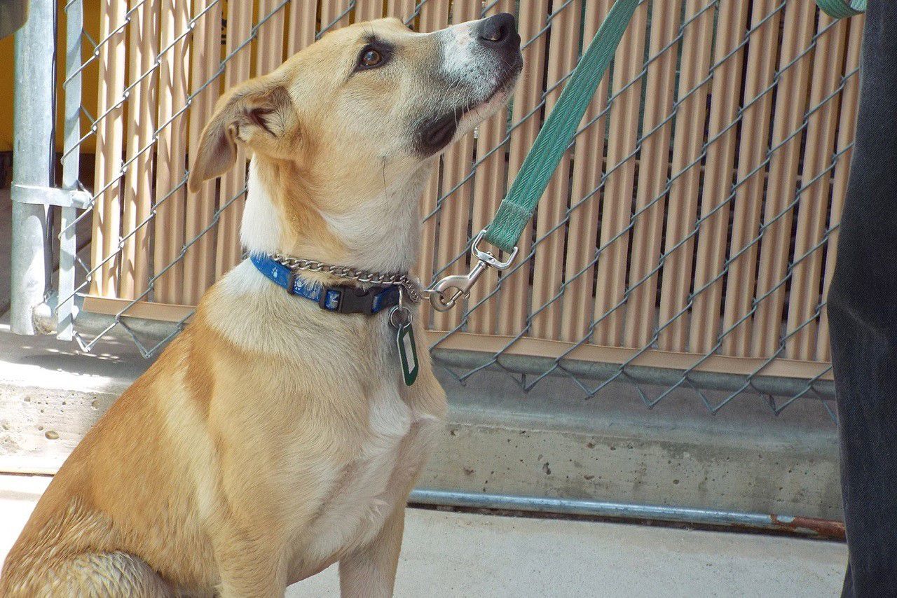 Adopt a friend: Arrow